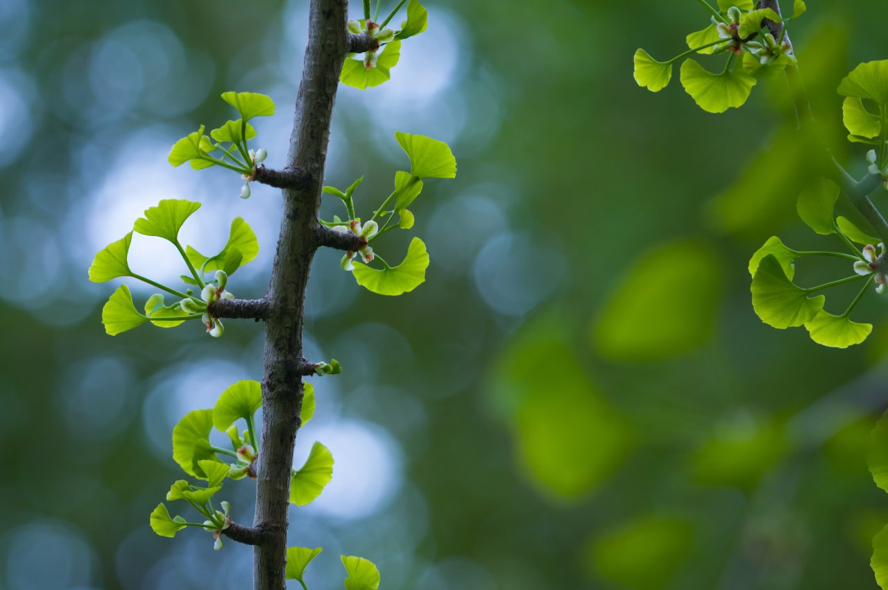 Ginko biloba redukuje anksioznost, pomaže u lečenju depresije i mentalnih bolesti.