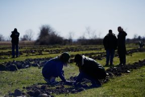 Realizovana velika sadnja u okviru Zasadi drvo projekta