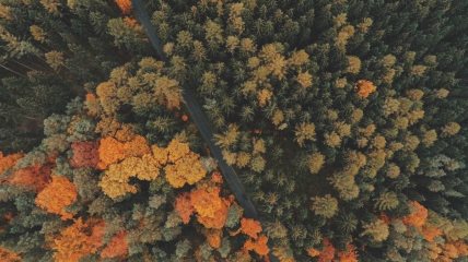 pogled iz drona na šumu