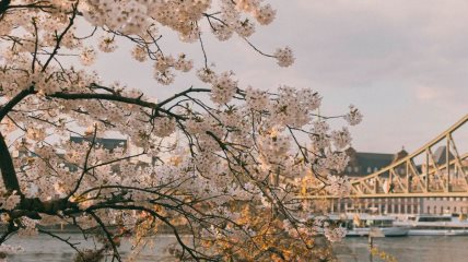 grad u kojem cveta trešnja