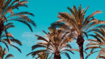 palme