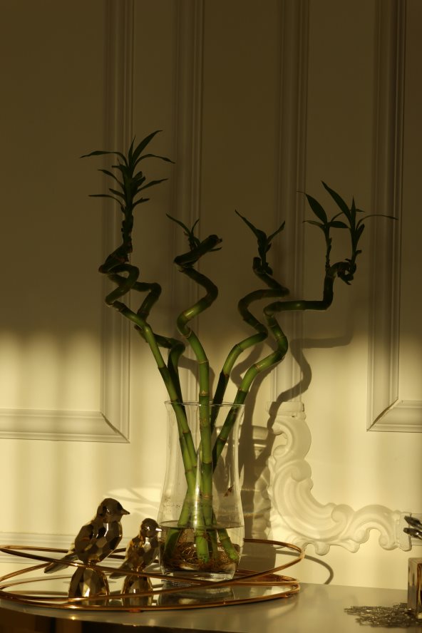 Bambusi kao kućni dekor