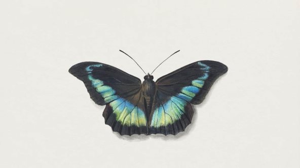 Crni leptir sa zelenim šarama na beloj pozadini.