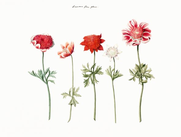 Ilustracija cveća na beloj pozadini.