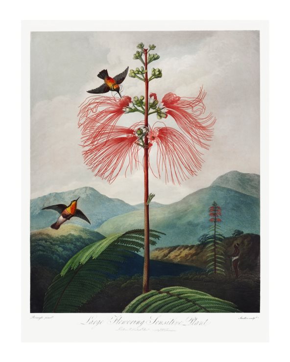 Ilustracija drveta i ptica.
