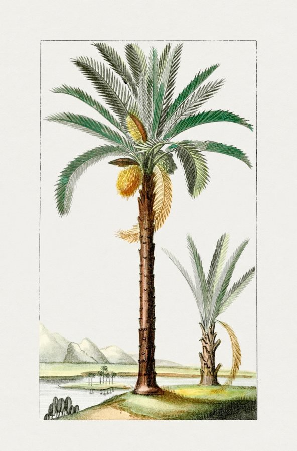 Ilustracija drveta.