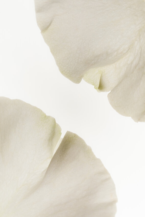 kaboompics_white-flowers-backlit-minimal-background-41828 (1).jpg
